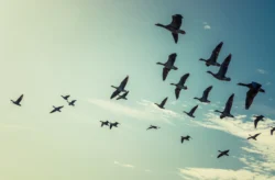 A flock of ducks flying with wings spread across a blue sky